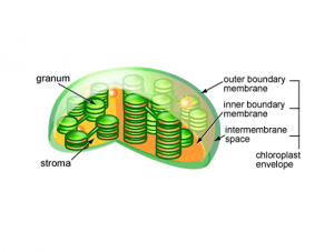 Chloroplast : Natural Kitchen Rooms of the Nature (Updated)