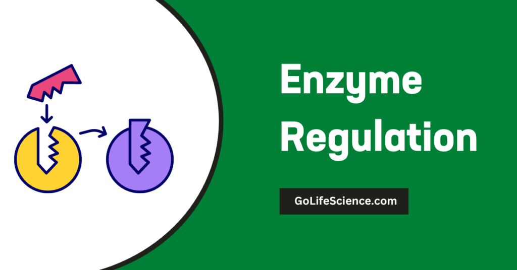 Enzyme Regulation: Importance, Mechanisms, and Practical Applications