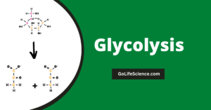 Glycolysis pathway and its steps