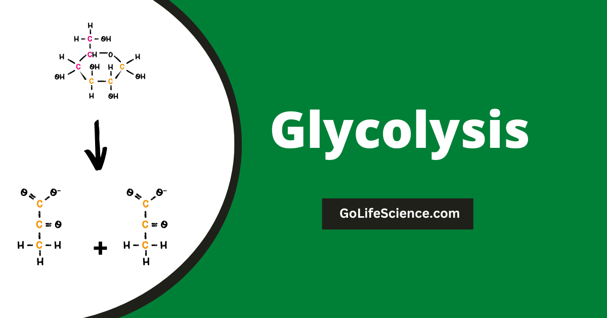 What is Glycolysis? Explain the Phases of Glycose oxidative pathway at cellular levels? Glycolysis pathway and its steps