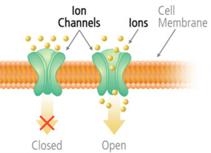 Ion channels
