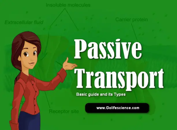 types-of-passive-transport