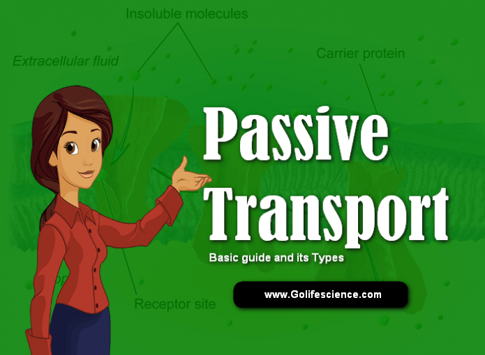 What is Passive Transport, Types and its Function