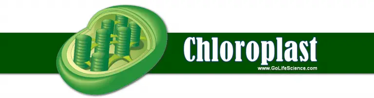 Chloroplast : Natural Kitchen Rooms of the Nature (Updated)