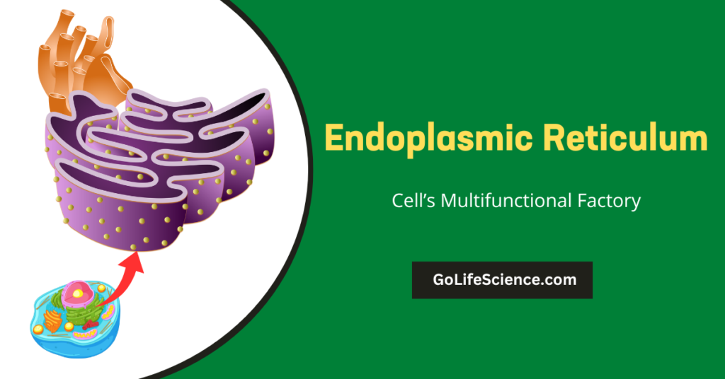 Algal Cell Wall: Structure, Composition, and Function