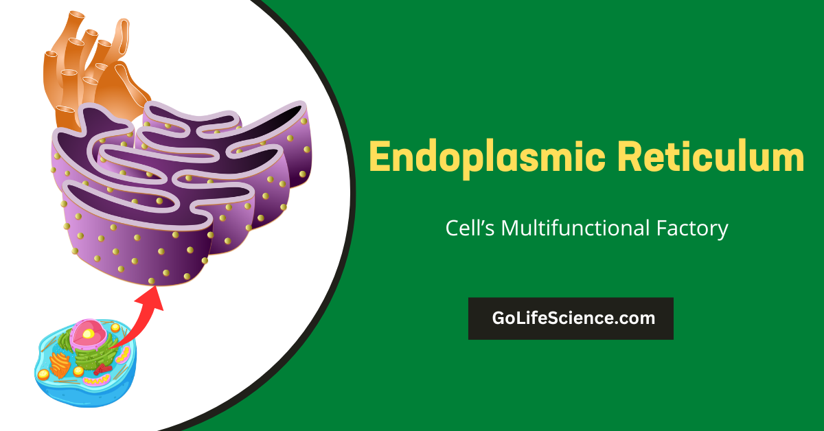 Endoplasmic Reticulum: The Cell's Multifunctional Factory Endoplasmic Reticulum