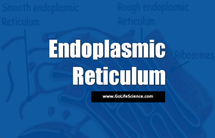 Endoplasmic Reticulum (ER): Basic structure and Functions