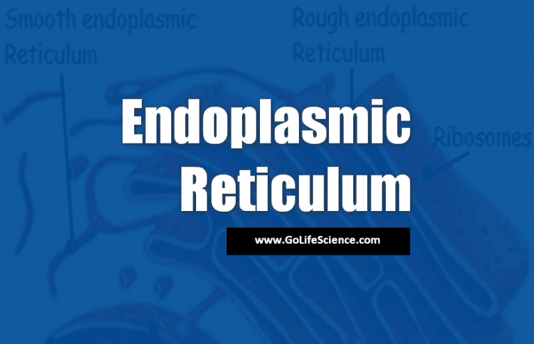 Endoplasmic Reticulum: Basics and Functions