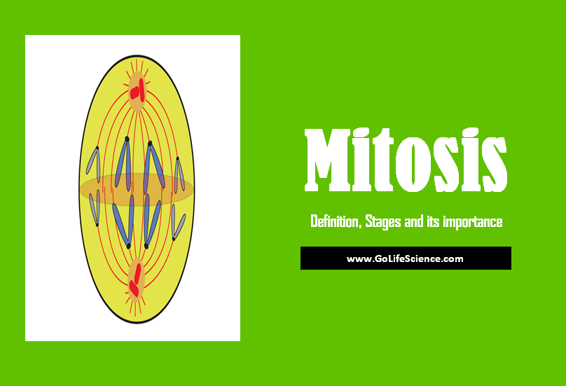 Mitosis What Is Mitosis Stages And Its Importance