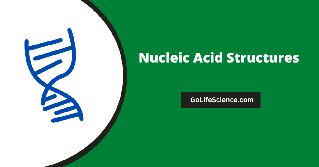 Nucleic Acid Structures