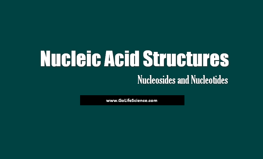 Nucleic Acids Structures