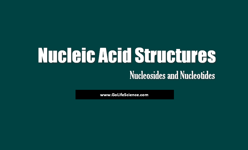 Nucleic Acid Structures Basic Structures Of Nucleosides Nucleotides