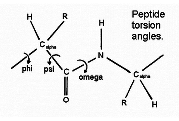 peptide torsion angles