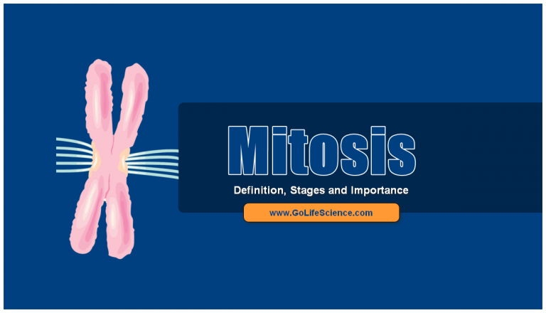 What is mitosis? Steps of Mitosis and Importance