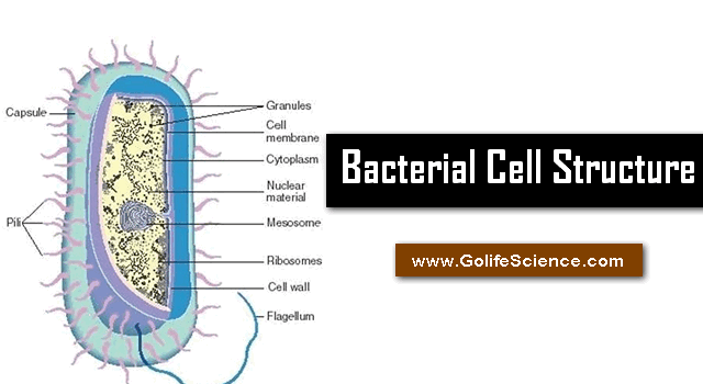 Bacterial cell structure