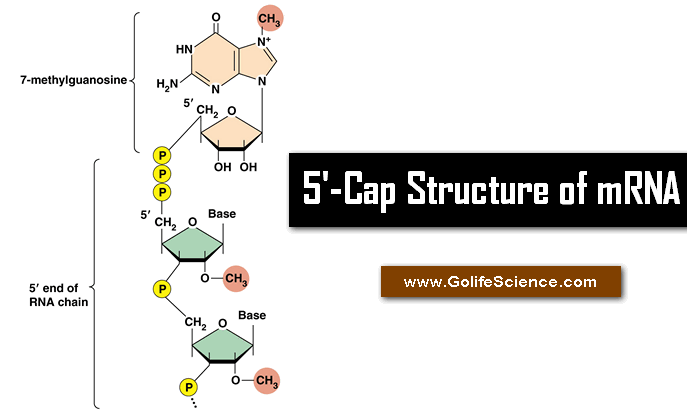 Capping structure in mRNA