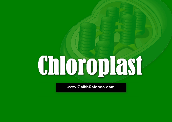 Chloroplast Organelle in green plants