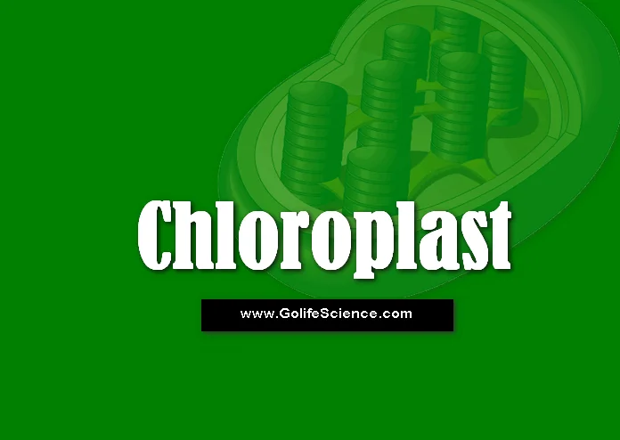 A cup shaped chloroplast is seen in