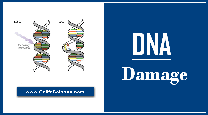 DNA Damage: The Causes of DNA damage