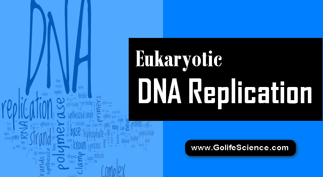 Basic Mechanism of Eukaryotic DNA Replication (Step-by-step Explanation)