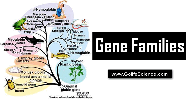 What are Gene Families and How they Evolved?
