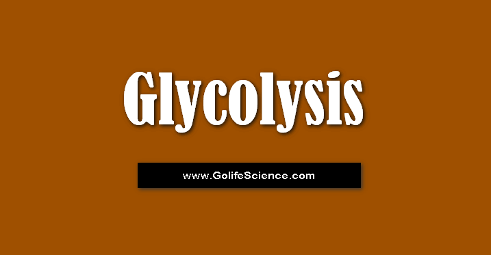 What is Glycolysis? Explain the Phases of Glycose oxidative pathway at cellular levels?