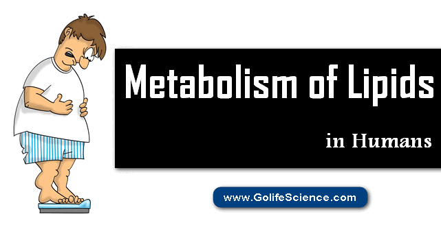 Metabolism of Lipids in Humans (Short Guide)