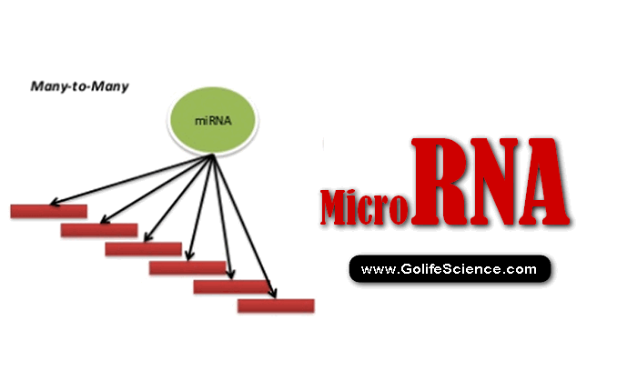 mRNA Processing in Eukaryotes: A Comprehensive Guide