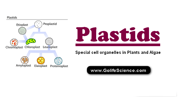 Plastids: Special cell organelles in Plants and Algae