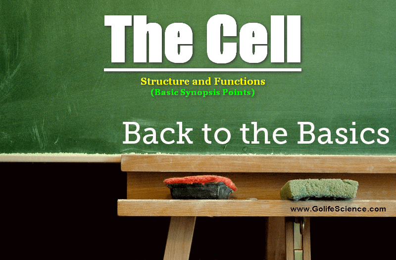 The Cell - Structure and Functions (basic synopsis)