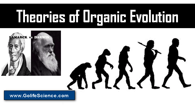 organic-evolution-quiz-biology-extra