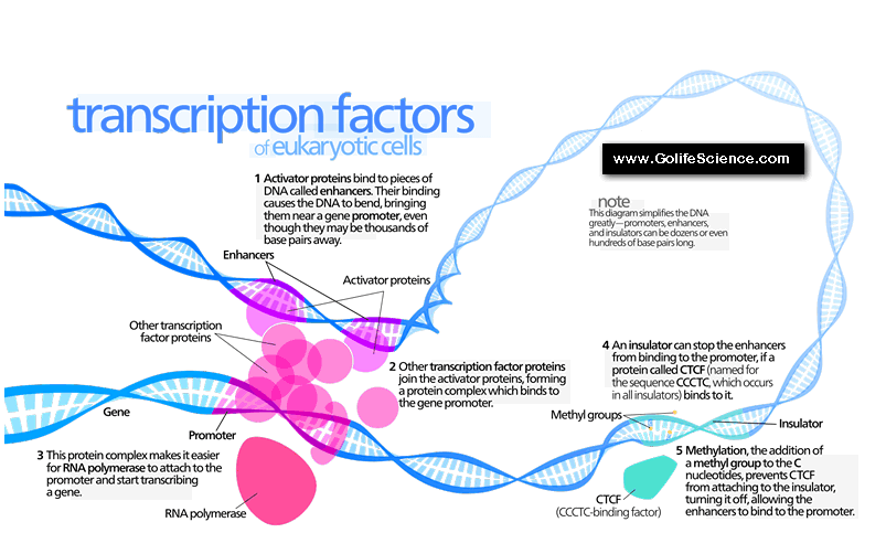 Transcription factors map