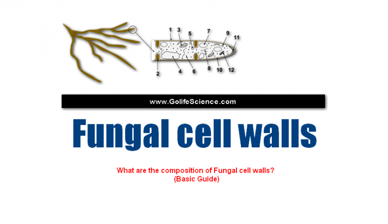 Fungal Cell Walls Structure And Composition Basic Guide