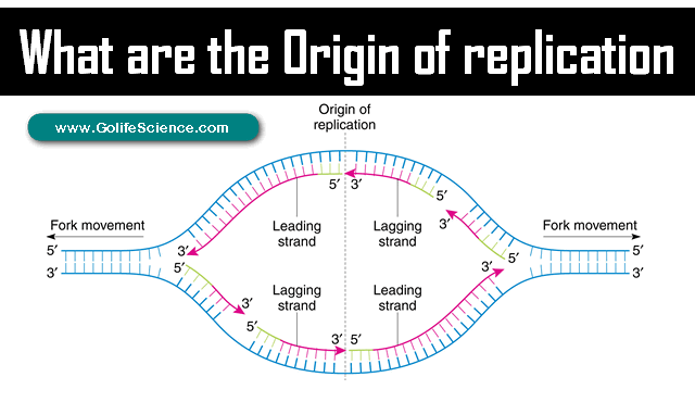 origin of replication bacteria