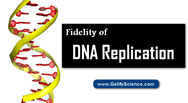 What is Fidelity of DNA Replication in Normal?