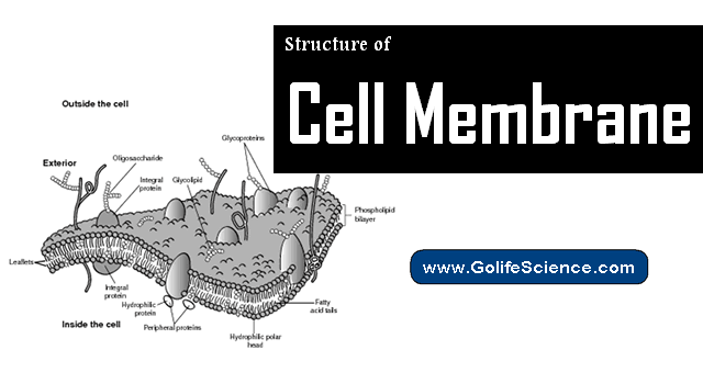 Structure of Cell Membrane: Basic Guide