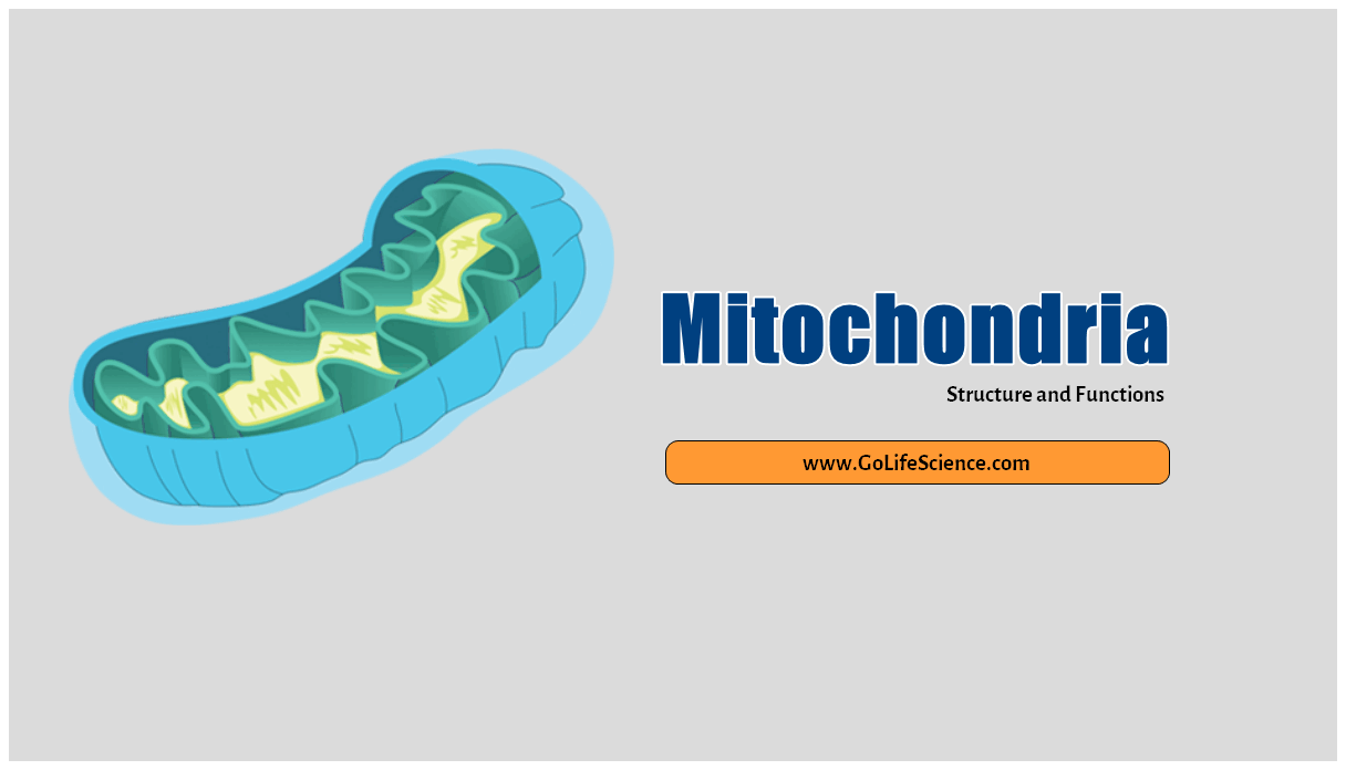 mitochondrian