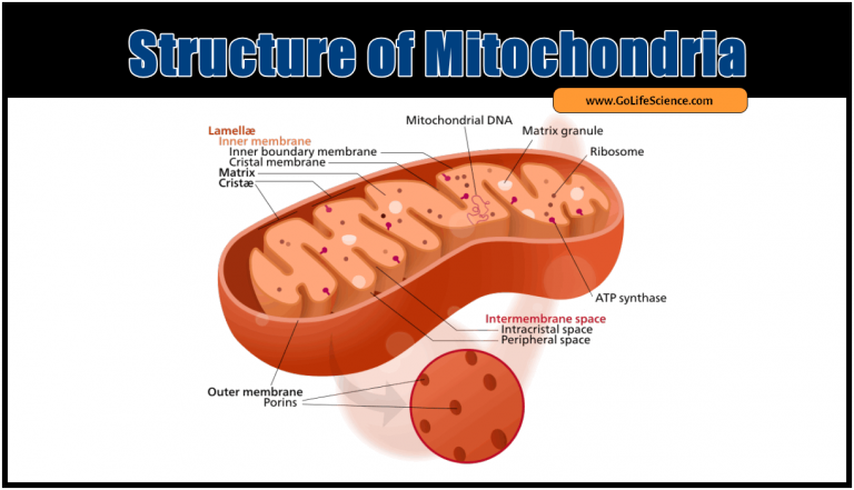 Mitochondria: History, Structure and functions within a Cell