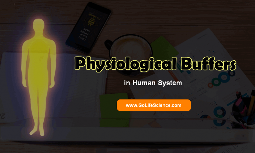 What are the Physiological buffers and Systems in humans?