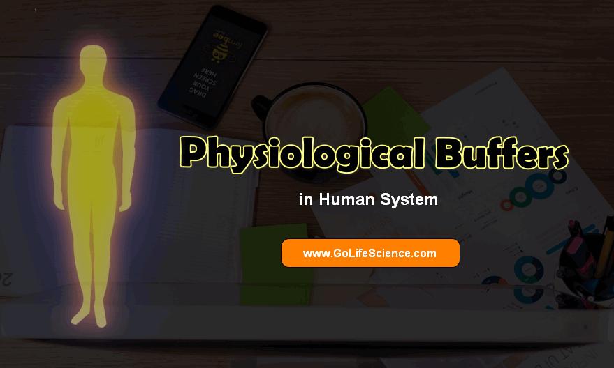 physiological buffers in human body