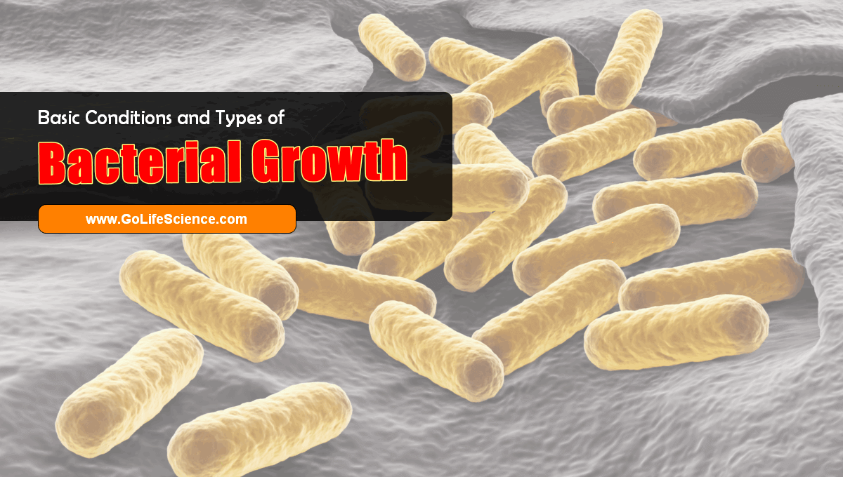 How Does Nutrition Affect Bacteria Growth