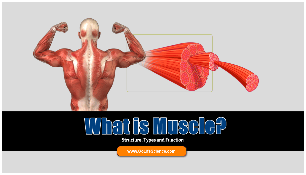 types of muscle and structure