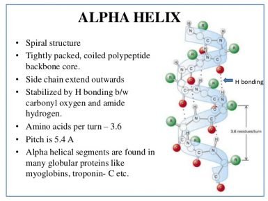 What are the Secondary Structure of Proteins?