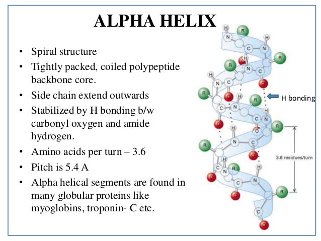 What Are The Secondary Structure Of Proteins 