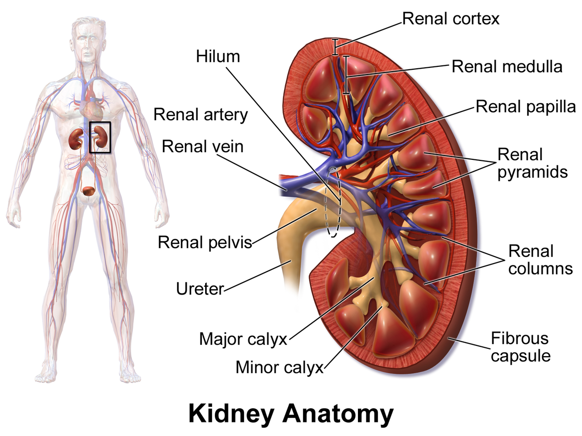 Kidney structure