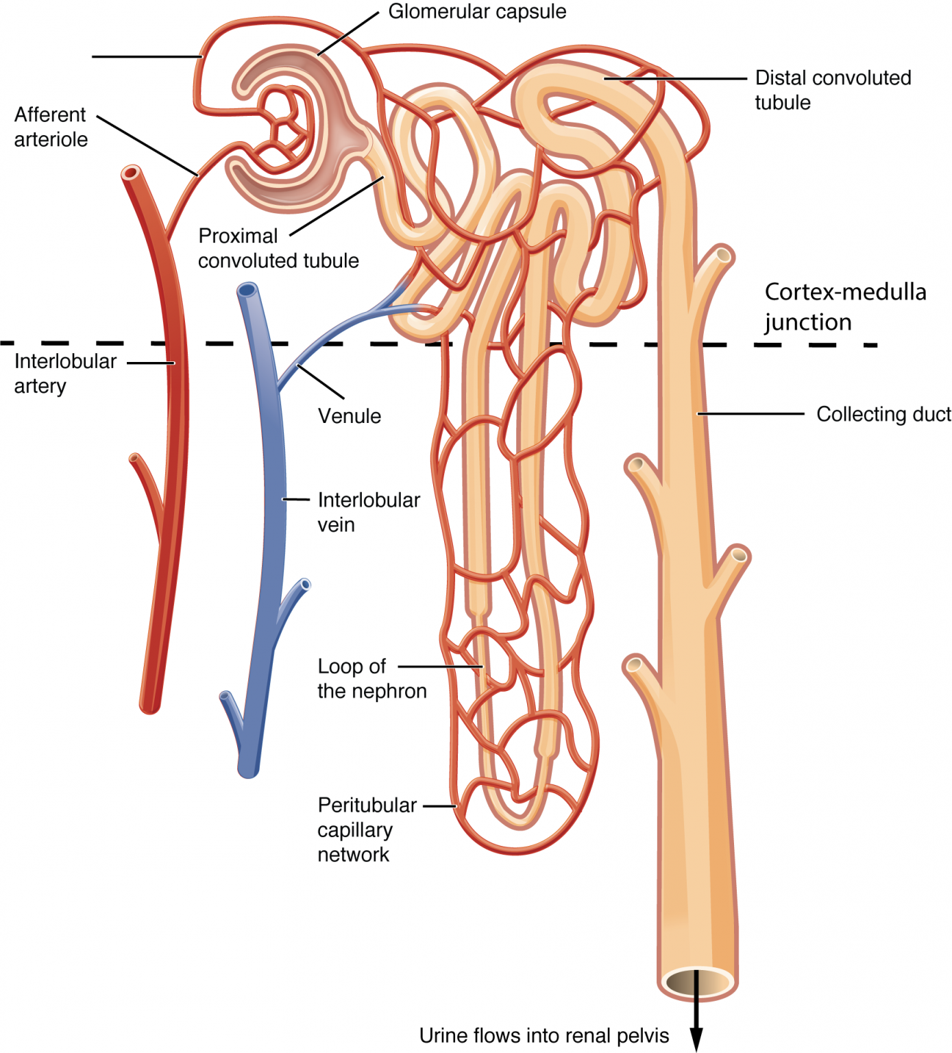 Nephron What is the Structure and its Functions of Nephron?