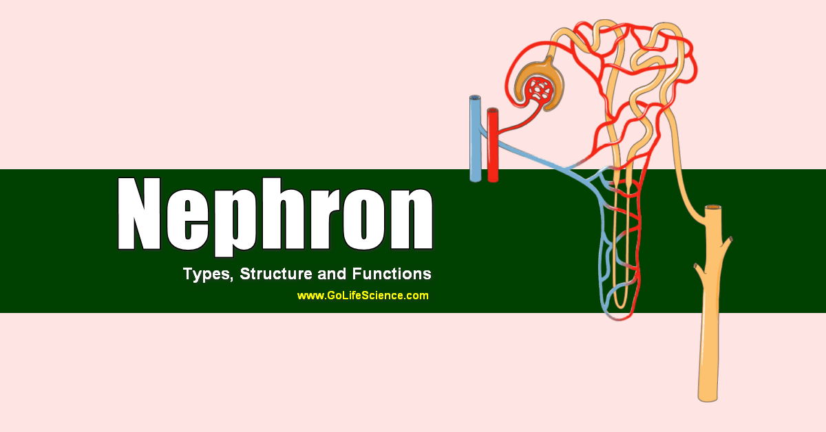 nephron structure and functions