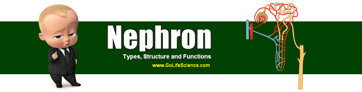 nephron structure