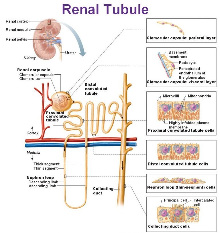 Which Vessels Closely Surround Renal Tubules