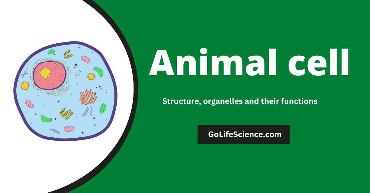 Animal Cell- Definition, Structure, Parts, and Functions